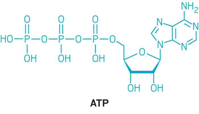 new-role-cells-suggested-atp