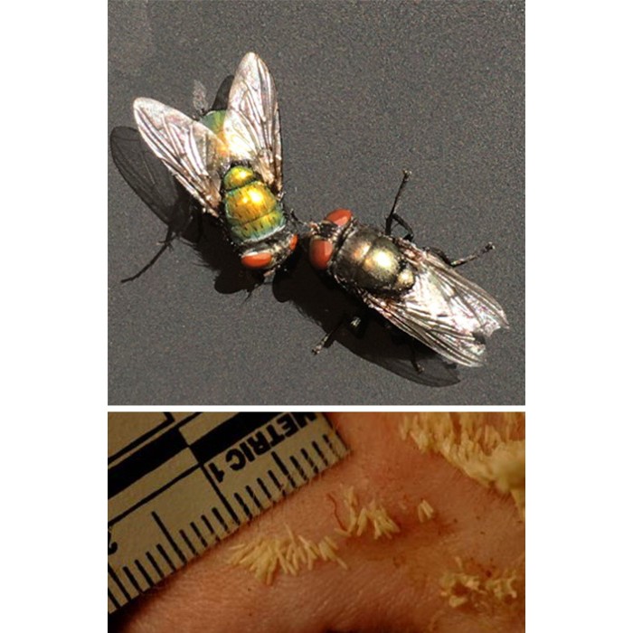 Blowflyeggsidentifiedchemical