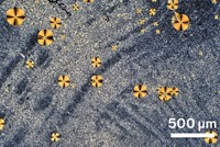 Serving the chemical, life science, and laboratory worlds