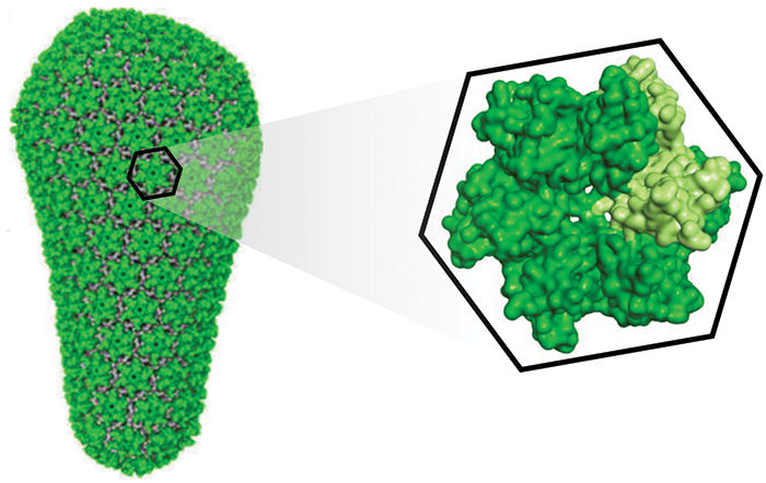 Conquering HIV's capsid