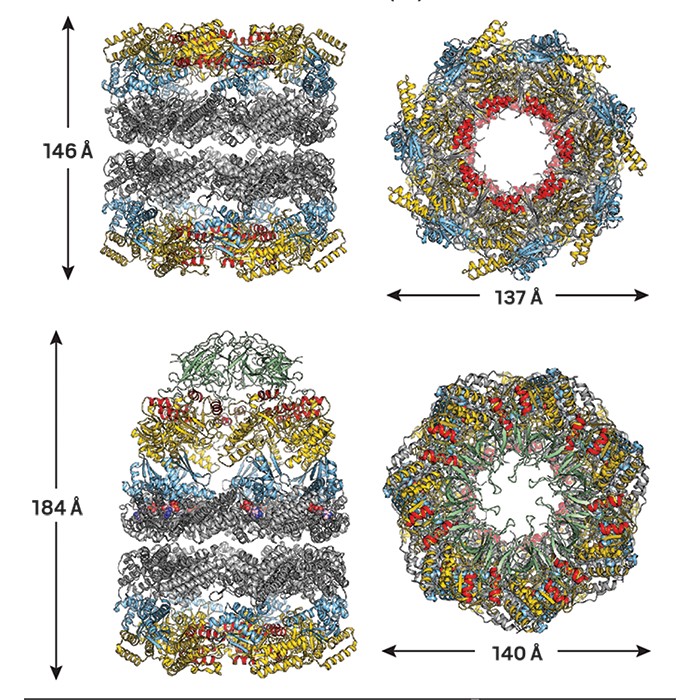 Protein folding - Wikipedia