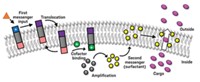 Serving the chemical, life science, and laboratory worlds