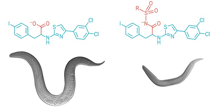 Roundworms Examples