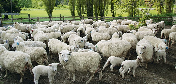 A flock of about 70 sheep and lambs stand in a paddock.