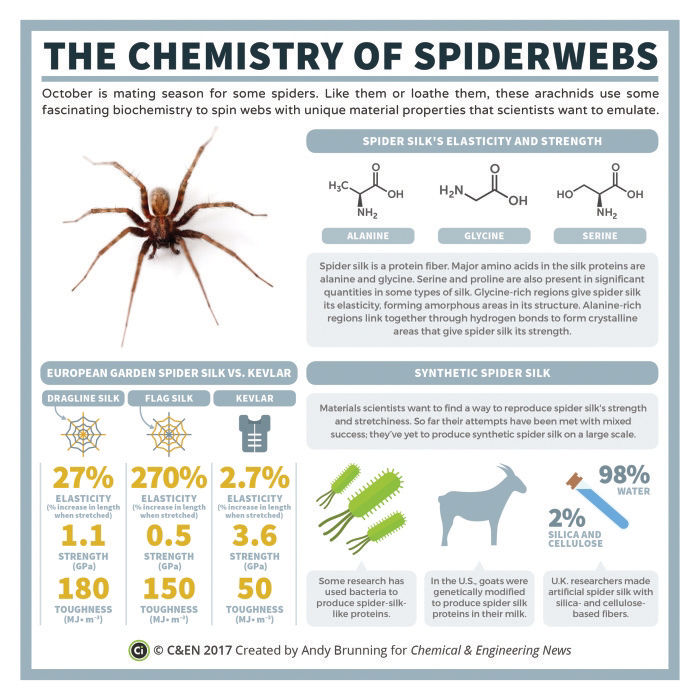 The Chemistry, Biology & Engineering That Make Spider Webs Awesome