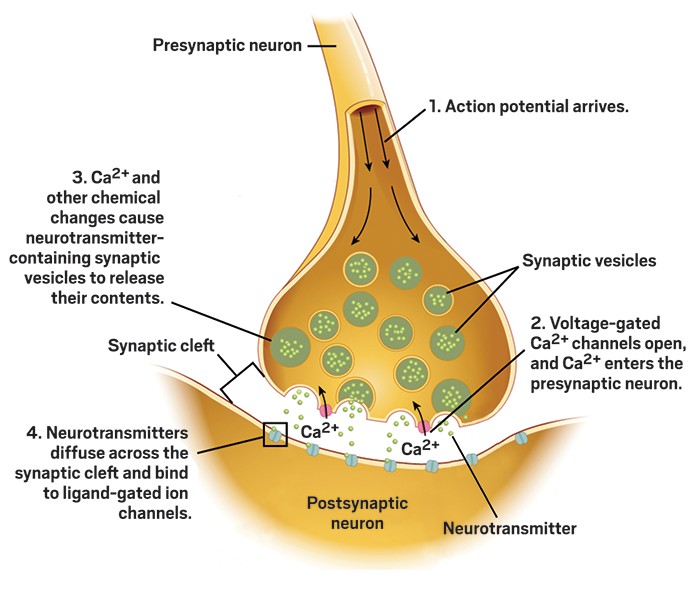 The Deadly Biology of Lead Exposure - Science in the News