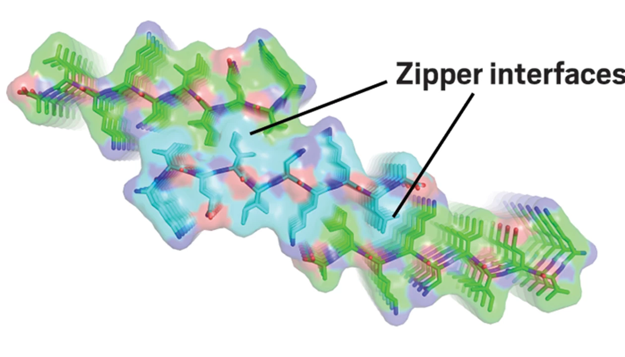 キュピキュピ　CABAROTICA パンフ等 Amino acid structures inspire inhibitors of tau aggregation