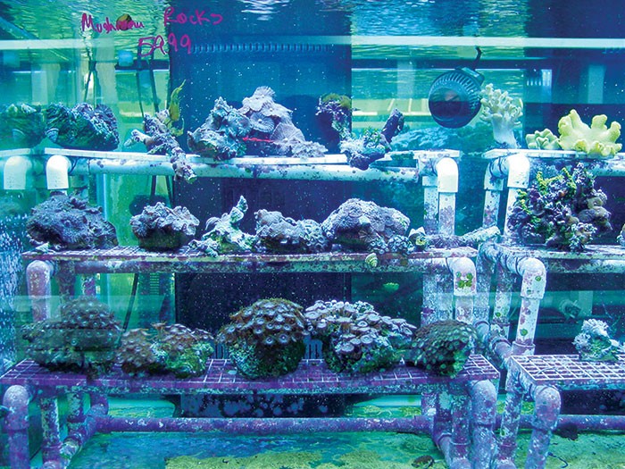 The hidden environmental impacts of tropical fish aquariums •