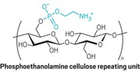 World's strongest biomaterial now comes from a tree﻿