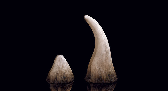 Can synthetic horns and tusks offer hope against poachers?