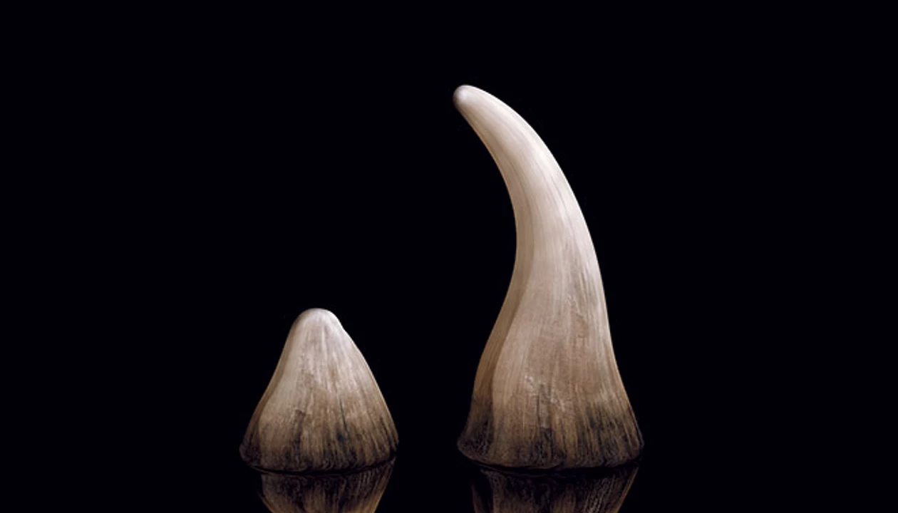 Can synthetic horns and tusks offer hope against poachers?, image size:1260x720