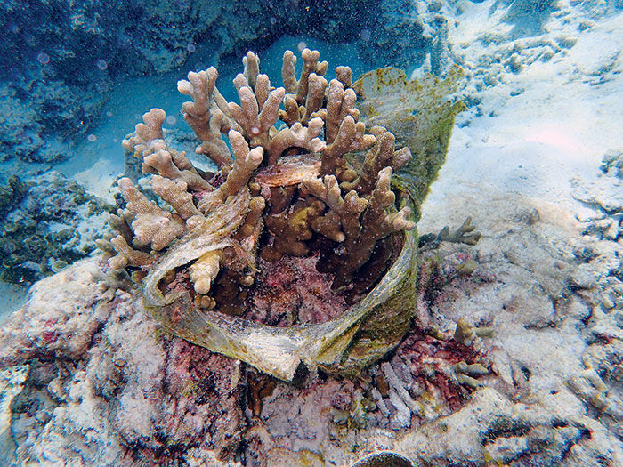 Plastic-waste-threatens-coral-reefs