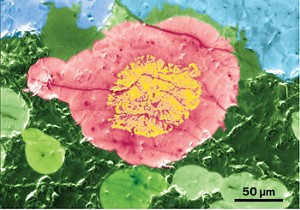 Closeup of a volcanic rock through a microscope. Cathodoluminescence makes crystal structures appear to form a flower.