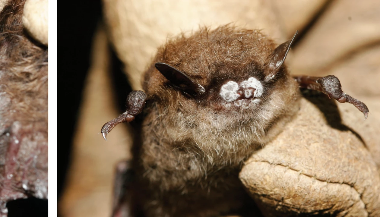 Battling a deadly bat fungus
