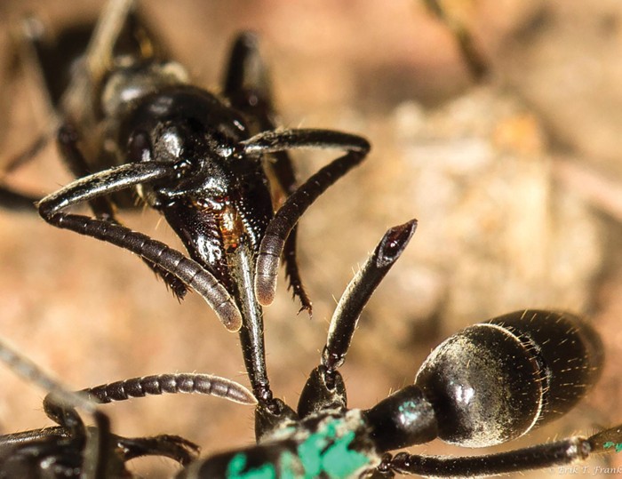 Ants surprise scientists with their medical attention, and cuddling  chickens could knock people off their perches
