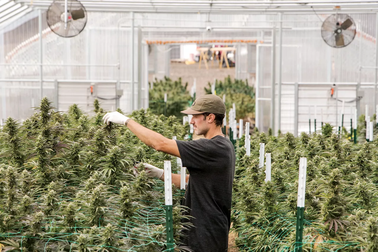 Nurturing cannabis, image size:2000x1333