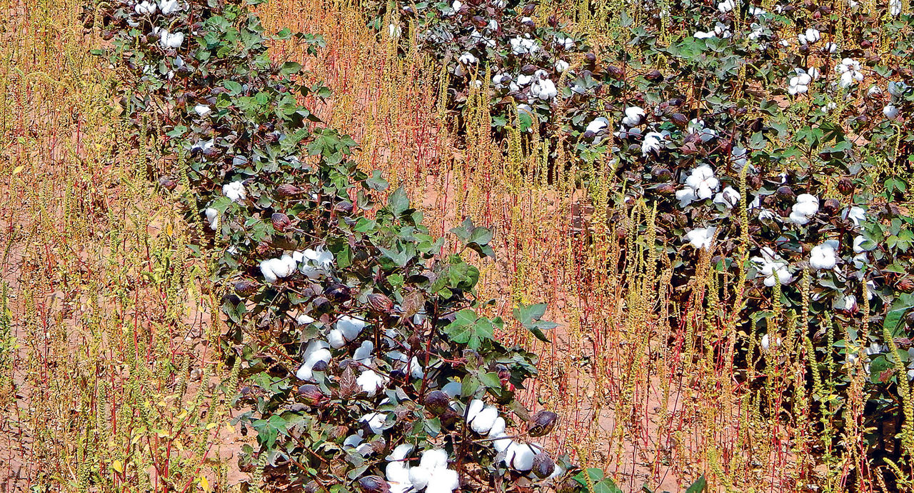 Engineered cotton grows on alternative fertilizer