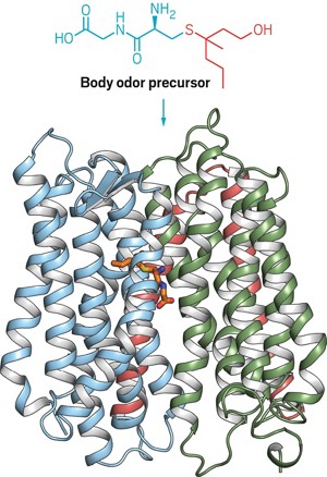 Chemical structure of the body odor precursor is shown above the ribbon structure of the transport protein.