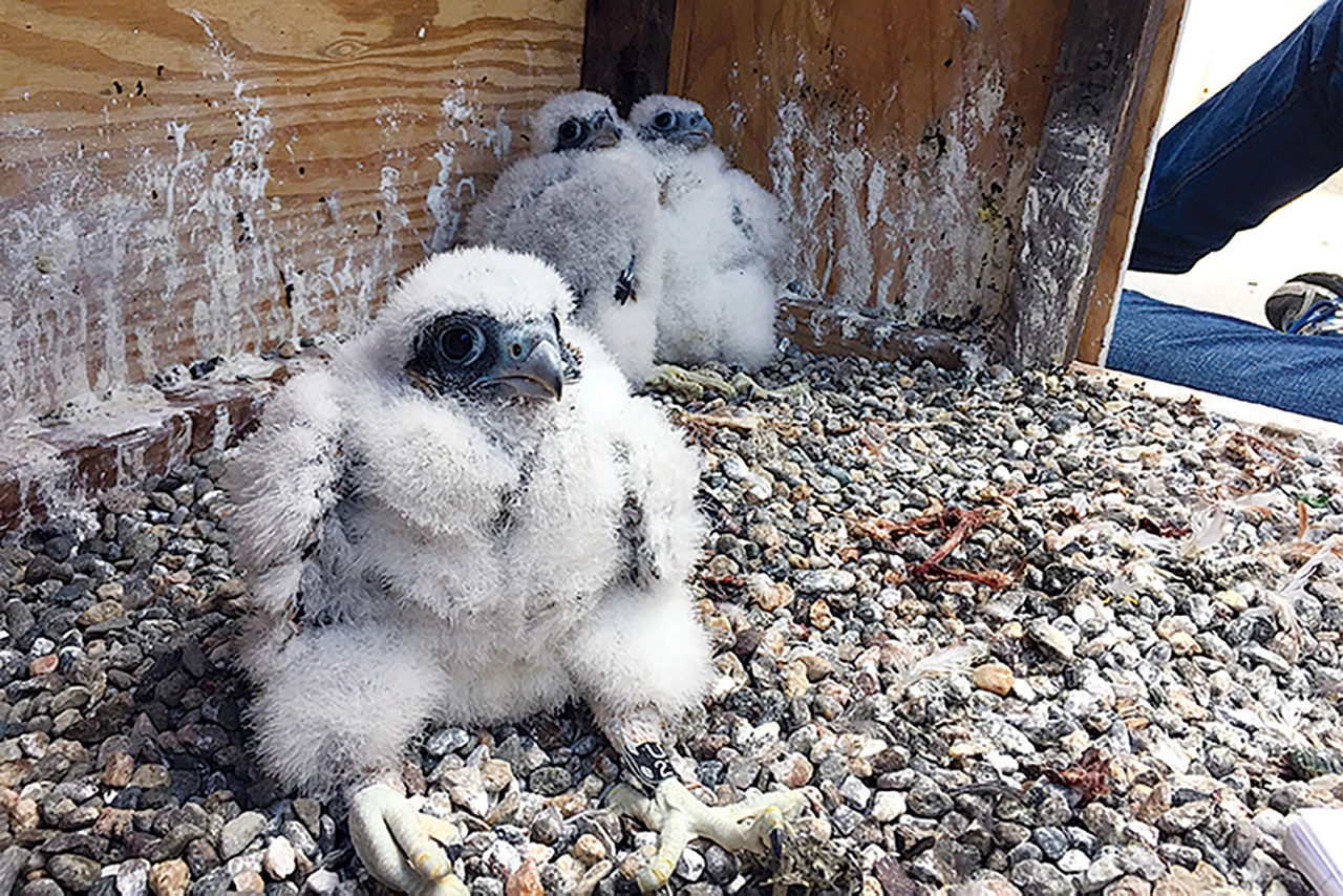 Which Chicks Fledge Fastest: Surprising Speed of Bird Development