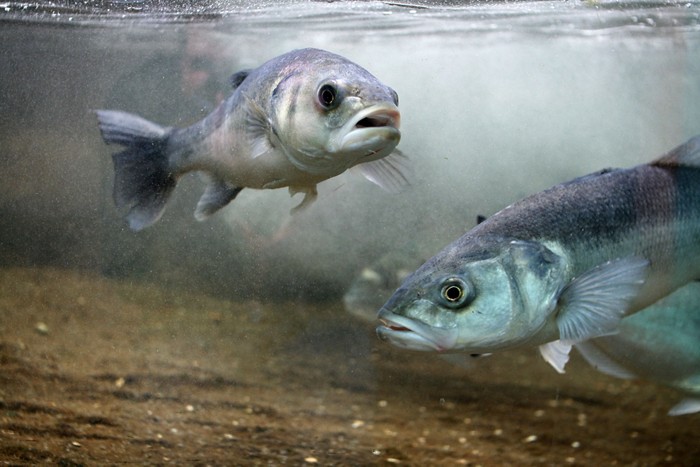 Fish struggle to smell in acidic oceans