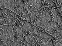 Serving the chemical, life science, and laboratory worlds