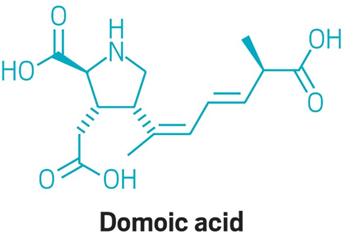 Biosynthetic pathway identified for algal bloom toxin domoic acid