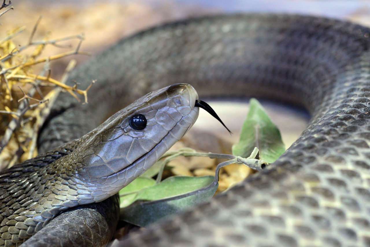 black mamba attack human