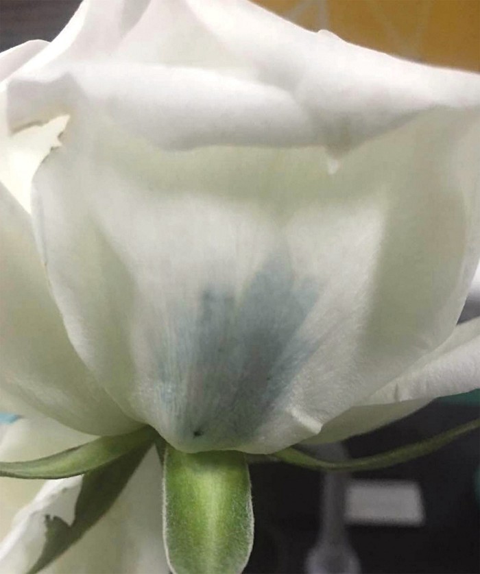 Synthetic biology cracks blue rose case