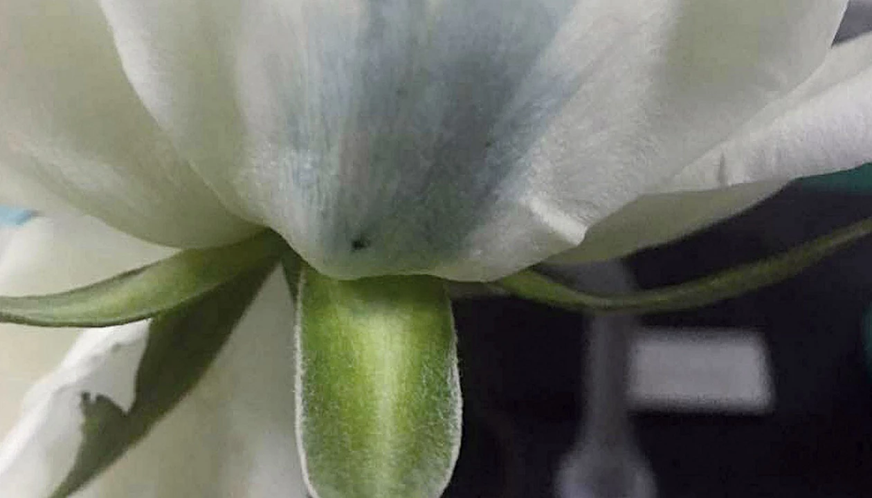 La biología sintética resuelve el caso de la rosa azul﻿