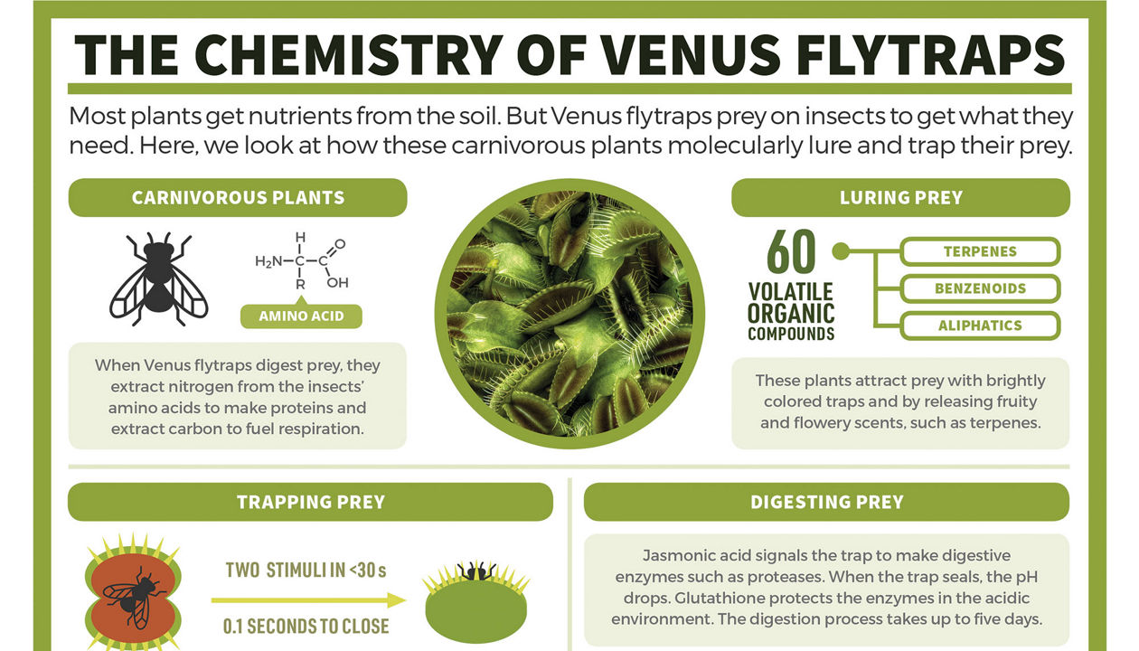glutathione covid reddit Periodic Graphics: The chemistry of Venus flytraps marke_SAINT CHARLES Bottle:Glass GHK-Cu Research Peptide |