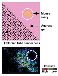 Serving the chemical, life science, and laboratory worlds