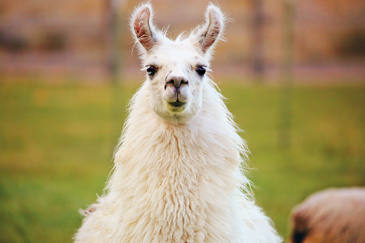 Freebies Archives - Yellow Llama Co.