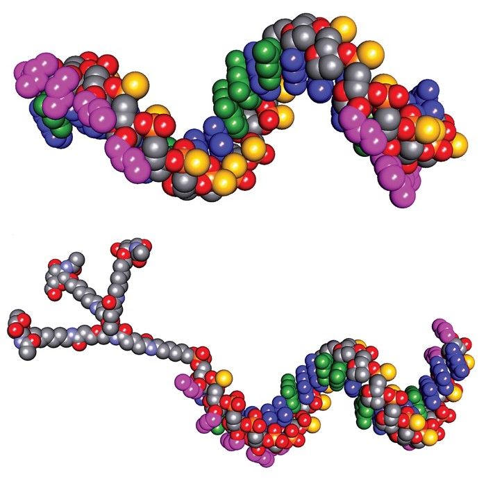 Two space-filling models of antisense oligonucleotides.