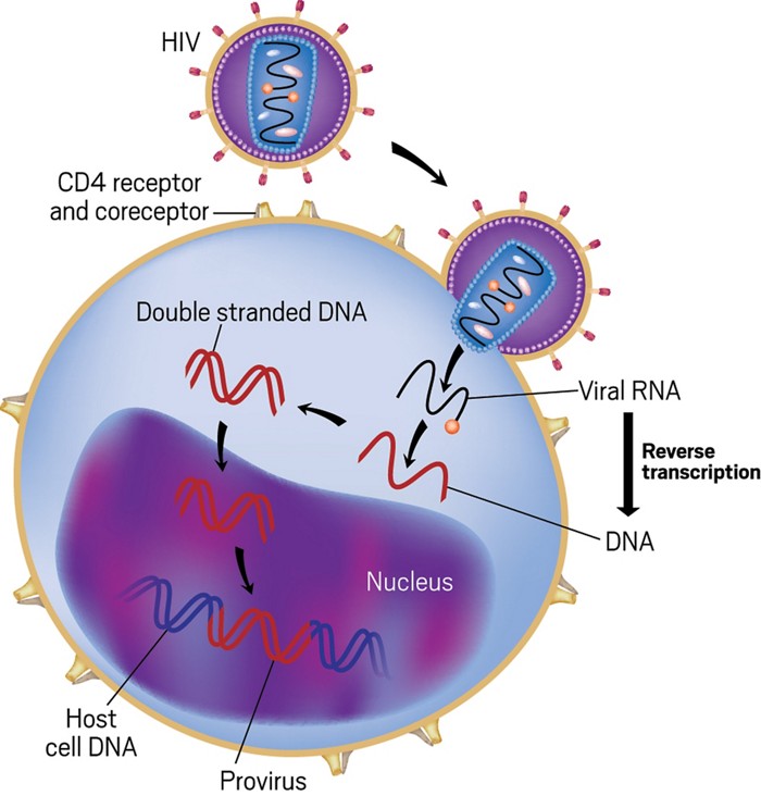 A new test helps researchers track lurking HIV