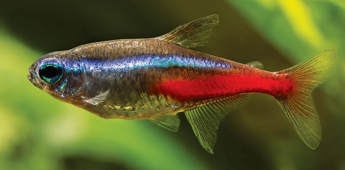 Neon Tetra, Nano FIsh