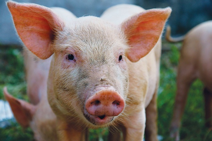 UK’s Genus, Beijing Capital to gene edit a pig