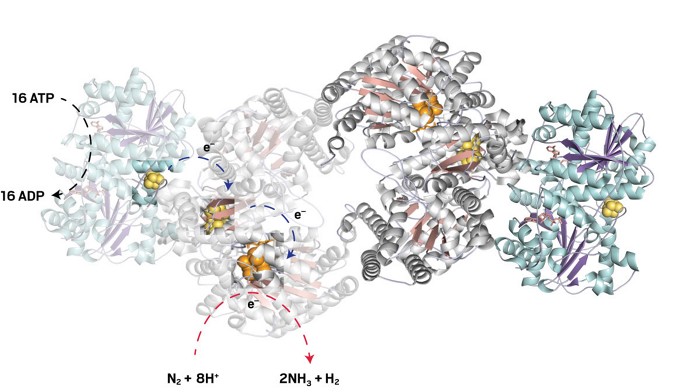 An illustration of the structure of nitrogenase, detailing where the complex breaks down ATP to transport electrons to its nitrogen-reduction center.
