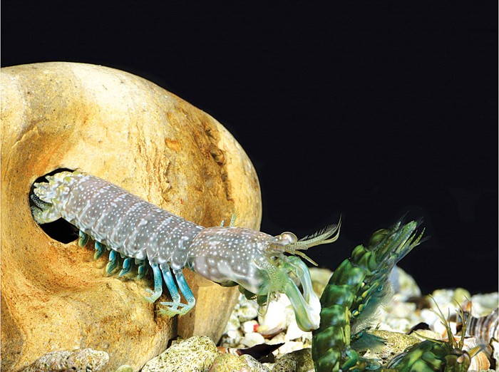 Uncovering the secret of aggressive shrimp’s tough body armor