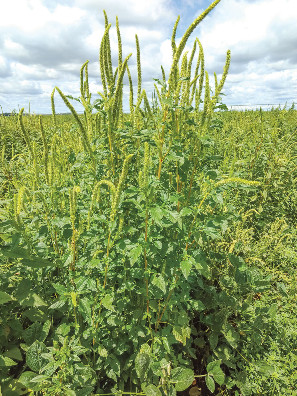 Palmer amaranth, the king of weeds, cripples new herbicides