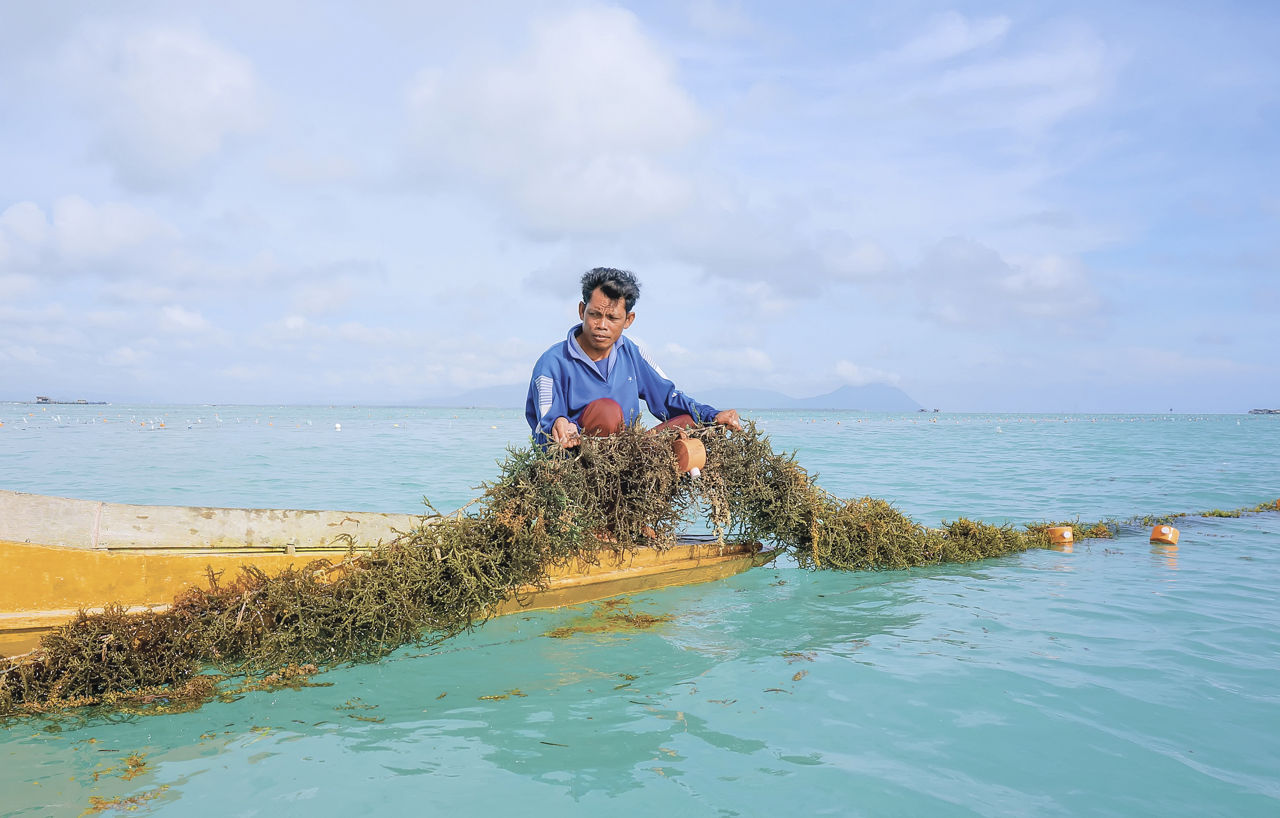 Seaweed farming for food and fuels