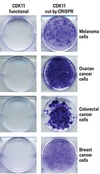 Serving the chemical, life science, and laboratory worlds