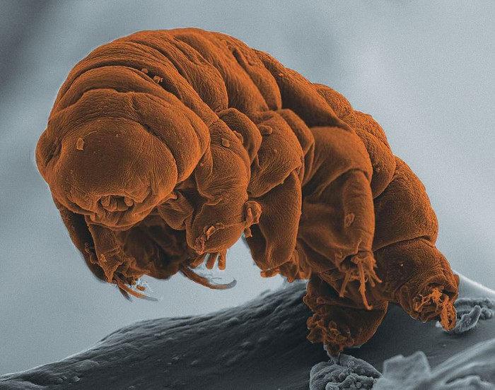 How do tardigrades survive in space?