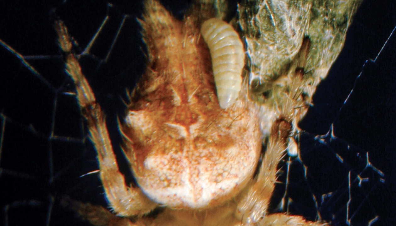 Trick or treat? Parasitic bugs opt for both