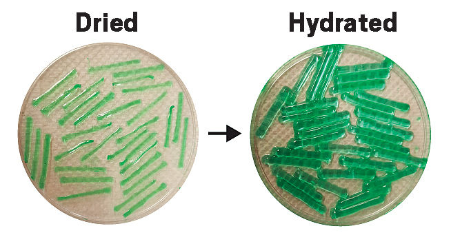 Spore-containing materials stand up to harsh treatment
