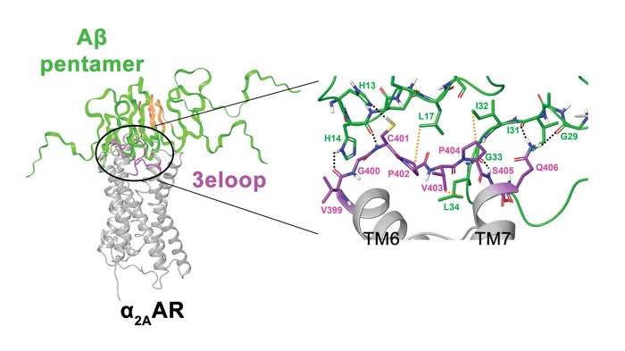 Amyloid Protein