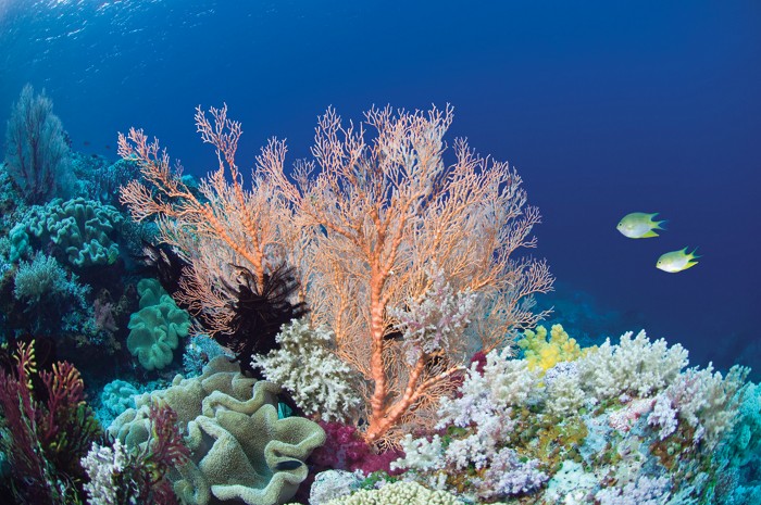 Predicting the future of coral reefs is complicated by human impacts –  oceanbites