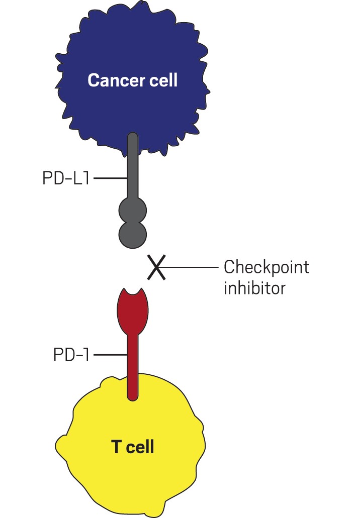 Bacteria producing checkpoint inhibitors shrink tumors in mice
