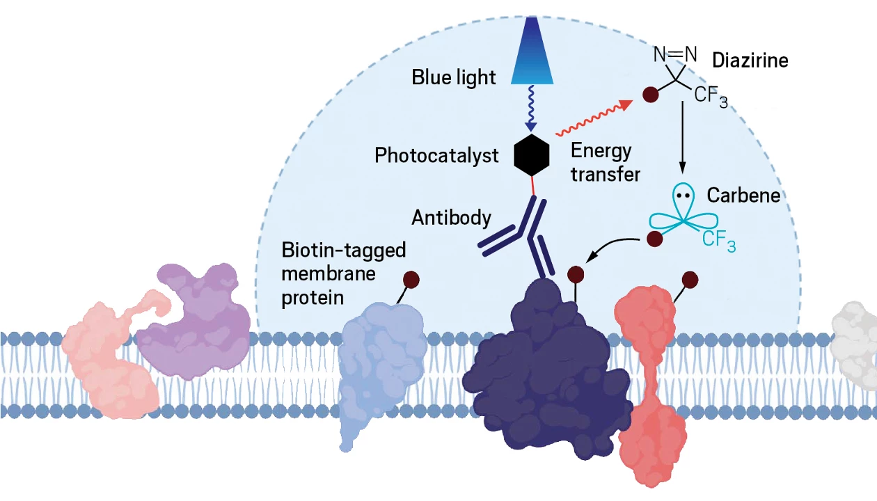 Merck and Princeton scientists create method to map cell-surface ...