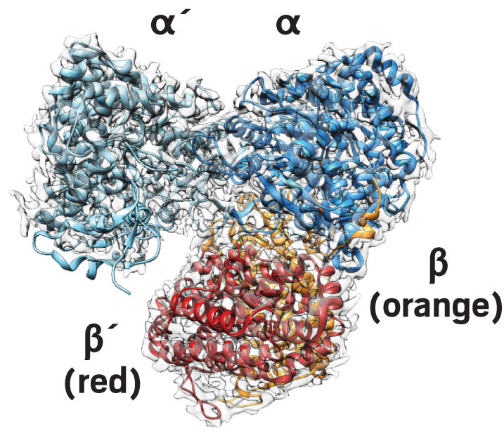 Structure Of Active Ribonucleotide Reductase Solved With Cryo-electron ...