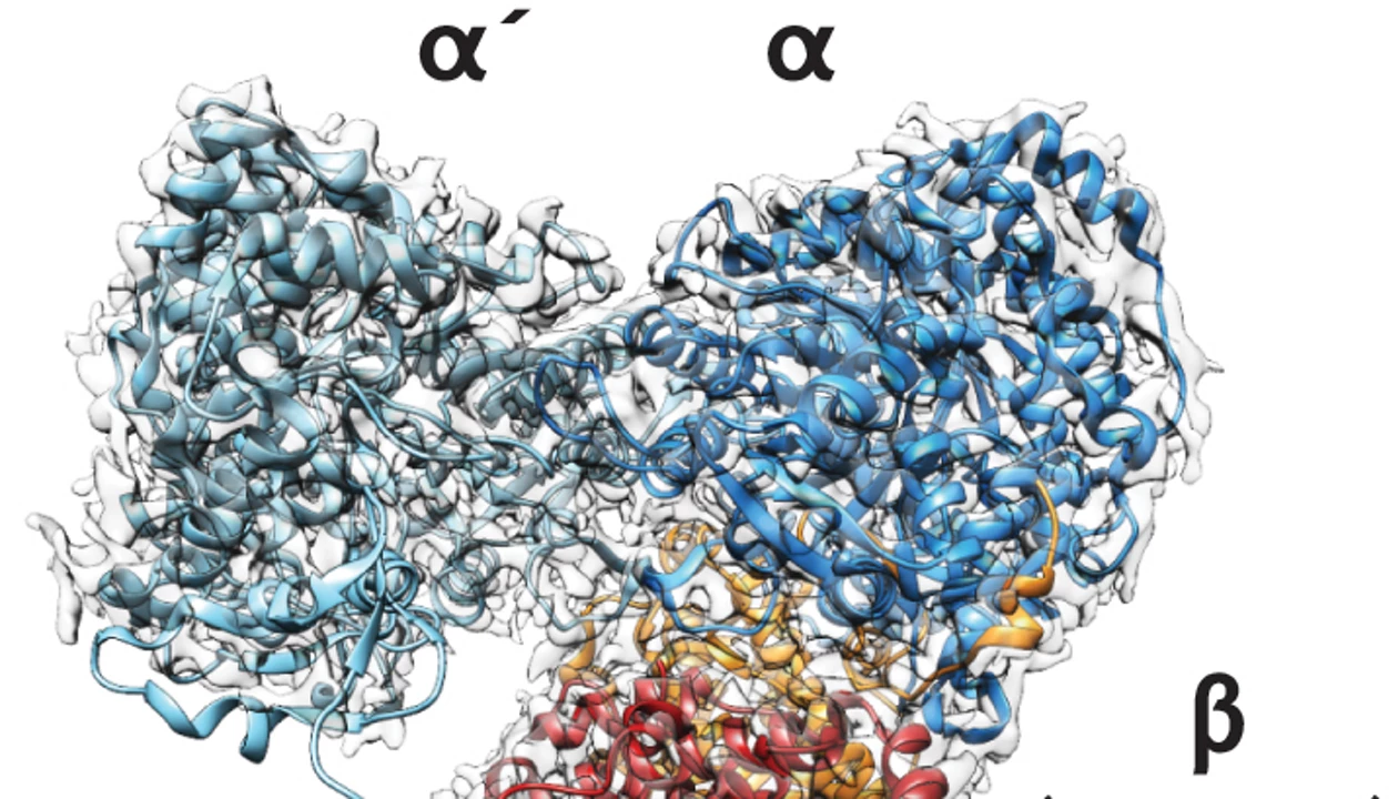 Structure of active ribonucleotide reductase solved with cryo-electron ...